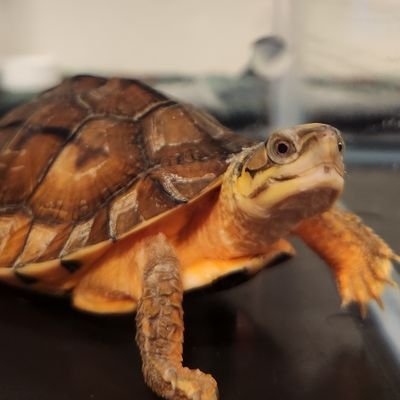 2025.6.7~
亀飼育を始めました。
備忘録です。先人達から学びたく、始めました。
まだまだ勉強中ですが、
種類を増やしていこうというよりは、絞って繁殖を視野にいれた飼育を目指しております。
設備には惜しまず投資します。
・海南ミスジハコガメ