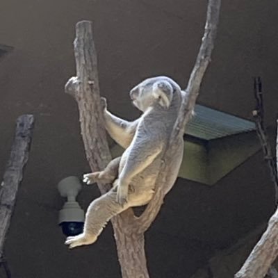 shisho_vmc2's profile picture. 愛知大学アカペラサークル VMC2 22期 2回生 / Star✳︎Mine @Star_Mine_1 / @curtain_call_24