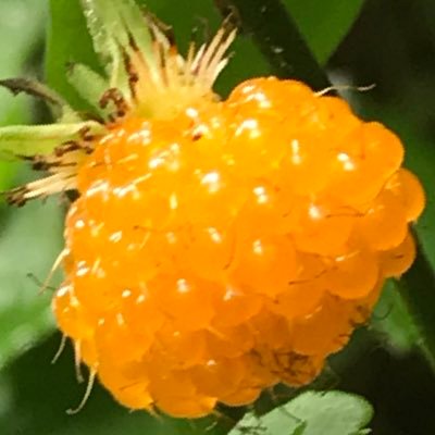 tanukinooyama's profile picture. タヌキ山に生息／訛ってます🤭／特技うすらかすら／圏外活動多📵／野の花／自生の花木／木ノ実🌰／渓谷😍／滝😆／湧水🤩／林道／硫黄臭／源泉掛け流し♨️／道の駅／直売所／山菜🌿／野性動物の観察🐾／スローフード🍠／Beatles界隈🎸🍏／フォローも解除もご自由に🍀／相互フォロー❌／ＤＭ⛔️エロ⛔️