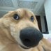 BOB'knot🐾 (@bob44902knot) Twitter profile photo BOB'knot🐾 (@bob44902knot) Twitter profile photo