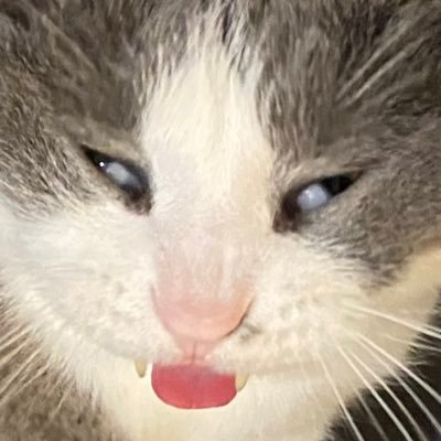 飼い主さんのプロフィール画像
