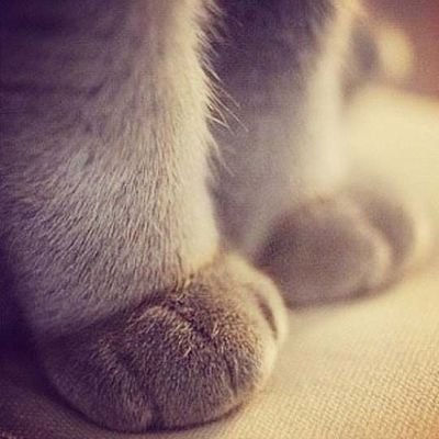 🐾ねこの手🐾 🍑さんのプロフィール画像