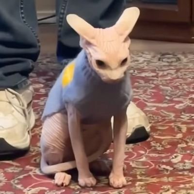 Cabringuis's profile picture. Suputamare