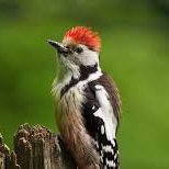 hamzakhan33040's profile picture. crypto hunter