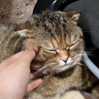 phngvz_bearrr's profile picture.