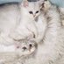 ロコモコ🐾໊ (@loco_moco_bowl) Twitter profile photo ロコモコ🐾໊ (@loco_moco_bowl) Twitter profile photo