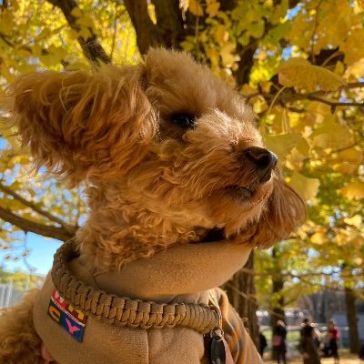 bottiex's profile picture. 2025年8月〜Fammスクールのグラフィックコースを受講します🌸
同期さん、卒業生の先輩方と繋がりたい☺️
モチベーションにさせていただきたく無言フォロー失礼いたします🙇