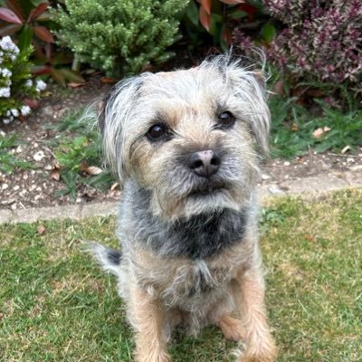 Albert (11 - Blue & Tan) Border Terrier Nellie (OTRB 13 Red Grizzle)