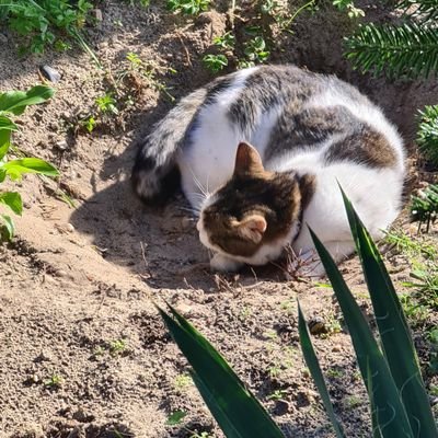 brutus1950's profile picture. 