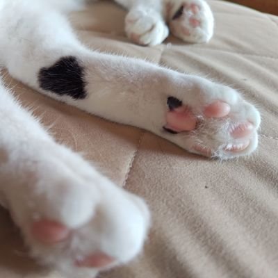 Rocaさんのプロフィール画像
