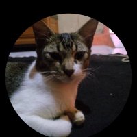 SiremAtel99|BRE3 $LST (@sirematel99) 's Twitter Profile