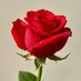 Roses 🌹 (@roseforyou43) Twitter profile photo Roses 🌹 (@roseforyou43) Twitter profile photo