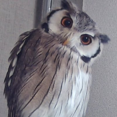 グラタンさんのプロフィール画像