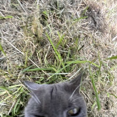 Gorillebsdu55's profile picture. 