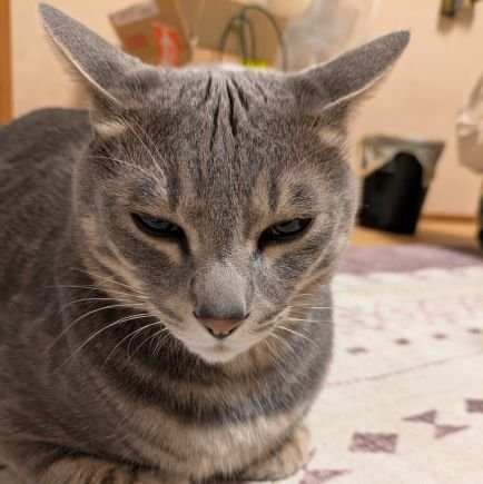 反グローバリズム。参政党支持。ワクチン未接種。
武道は嫌いながら四十年近くやつてゐる武道家。
オリエント経済史専攻アマチュア史家。
男系死守の為、旧宮家の皇籍復帰を熱望。
