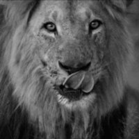 THE LION (@praytothelion) 's Twitter Profile