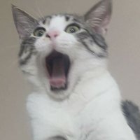 taylor mendez (@snapbackxd) 's Twitter Profile