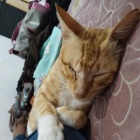 Tjavasche de Semarang (@zzzzzzzzsrtttt) 's Twitter Profile