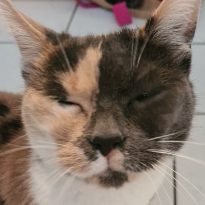 liamkirstenDJ's profile picture. 🇨🇵 Pro 🇺🇦 🇮🇱 science (s) et pragmatisme, Anti préjugés, islamisation galopante, les croyances et les opportunistes politique, les antivaxs et le foot 🤢🤮