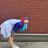 arien_6115