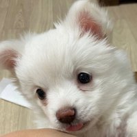 우리 떼꽁이 (@ttekkonge) 's Twitter Profile Photo 우리 떼꽁이 (@ttekkonge) 's Twitter Profile Photo