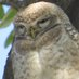 Chittukuruvi Profile picture