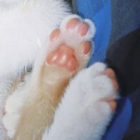 버터고양이 (@butter_cat_uwu) 's Twitter Profile Photo 버터고양이 (@butter_cat_uwu) 's Twitter Profile Photo