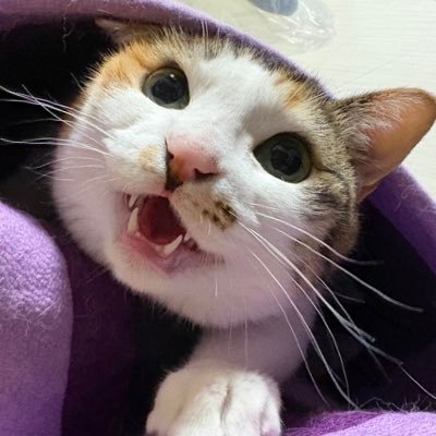 アル中飼い主に飼われてる可愛い三毛猫🫶ママのファン→@tarachunma31私の💩→@tatataa31ママの推し→ @margarette_77ヘッダーは小学校