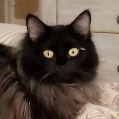 irishtoast's profile picture. Laboratory Technologist, ASCP, CLS, forever single, liberal to the bone! I speak truths when no one else will... DM's are deleted
