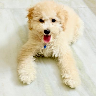 ambikamangal's profile picture. Algorithmic Investment Analyst