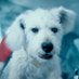DOGGOSEID® (@idorkseid) Twitter profile photo DOGGOSEID® (@idorkseid) Twitter profile photo