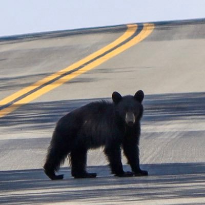 atom_2jong's profile picture. 🦎 18 - une transition sinon c’est pas la peine