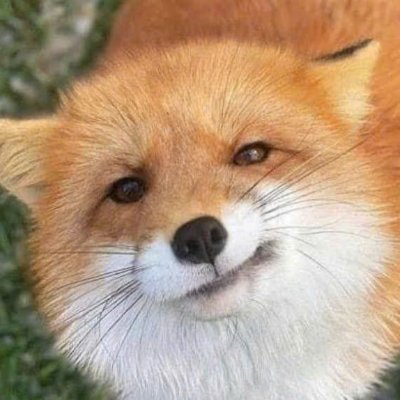 DevmolTox61's profile picture. 