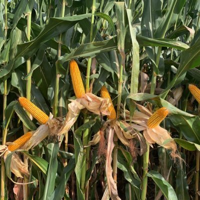 IowaV85310's profile picture. 1 Daily Poll, and we want to know your opinion!