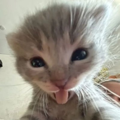 ImDreamlike's profile picture. 