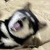 DOGGO (@doggo_0117) Twitter profile photo DOGGO (@doggo_0117) Twitter profile photo