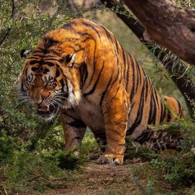 mrwnoua's profile picture. 《لا بقَوْمي شَرُفْتُ بل شَرُفُوا بي

وَبنَفْسِي فَخَرْتُ لا بجُدودِي،

وبهمْ فَخْرُ كلّ مَنْ نَطَقَ الضّاد

وعَوْذُ الجاني وَغَوْثُ الطّريدِ》