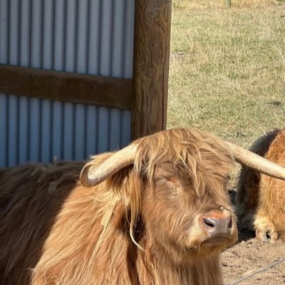 de1usionalx's profile picture. 