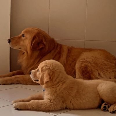 XicoNunes58's profile picture. Tudo que sei é que nada sei.