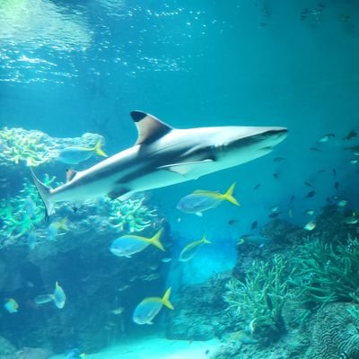 gogo_my_way's profile picture. freenbeckyファンになり、日々元気をもらっています♡
推しの言葉を理解できるようになりたいです…難しい🥹
無言フォロー失礼します🙏