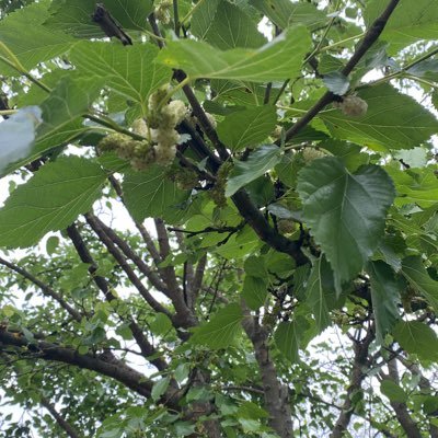 hakan523428's profile picture. Tırcıyım Ordu luyum 38 yaşındayım