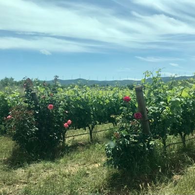 CopasYPintxos's profile picture. 