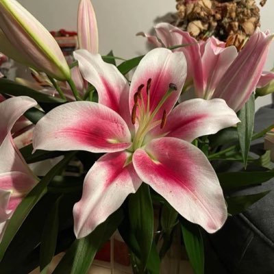 puiilvs's profile picture. سبحان الله وبحمده سبحان الله العظيم