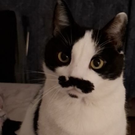 mariaka30583928's profile picture. I live in a small town in Sweden with t ♥️♥️♥️ they are my life.