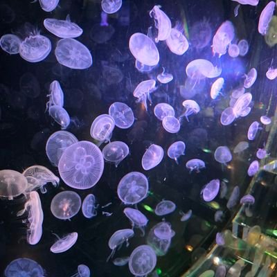 nkgr_arch's profile picture. 勉強垢　uts2志望　再受験予定　宅浪　埼玉　水族館がすき　塾講師　n=0?