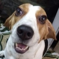 Rato Antonio (@bananagrelhada) 's Twitter Profile