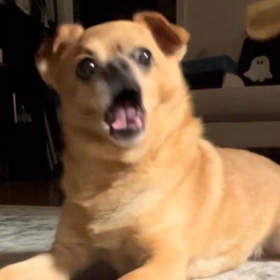 cobwebsさんのプロフィール画像
