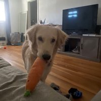 Adoptgreys (@mikeylee49483) 's Twitter Profile