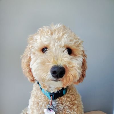 Posts about stoicism, fables, mini goldendoodles, agnosticism, exploration, parenthood, book writing, hiking, running, & camping. Don't take life too seriously!