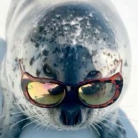fish/beetle (@beetlemachlne) 's Twitter Profile Photo fish/beetle (@beetlemachlne) 's Twitter Profile Photo